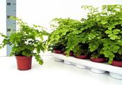 Adiantum raddianum 'Fragrans' (Maidenhair Fern) in 12cm Pot image