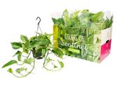 Epipremnum pinnatum (Scindapsus) ‘Marble Queen' in 15cm Hanging Pot image