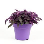 Gynura aurantiaca 'Purple Passion' 12cm Growers Pot image