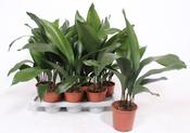 Aspidistra elatior (Cast Iron Plant) 14cm Pot image