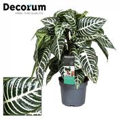 Aphelandra 'Botanica' (Zebra Plant) 13cm Pot image
