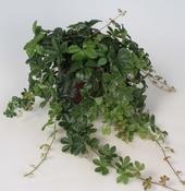 Cissus striata in 12cm Pot image