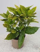 Aucuba japonica ‘Variegata’ (Variegated Japanese Laurel) 2L image