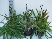 Aporocactus Mix in 14cm Hanging Pot image