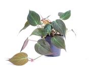 Philodendron scandens 'Micans' in 12cm Pot image