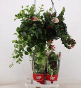 Aeschynanthus (Lipstick Plant) Mix in 15cm Hanging Pot image