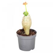 Jatropha podagrica (Buddha Belly Plant) 13cm Pot image