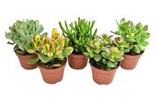 Crassula Mix 10.5cm Pot