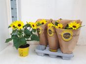 Helianthus 'Sunsation' (Sunflower) in 12cm/13cm Pot image
