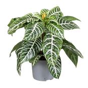 Aphelandra squarrosa 'Dania' (Zebra Plant) 13cm Pot image
