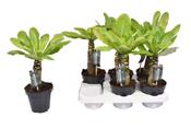 Brighamia insignis (Hawaiian Palm) 12cm Pot image