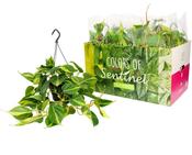 Philodendron scandens in 15cm Hanging Pot image