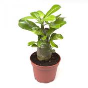 Adenium obesum (Desert Rose) in 6cm Pot