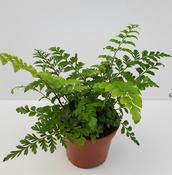 Asplenium dimorphum 'Parvati' (Mother Fern) 12cm Pot