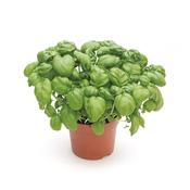 Ocimum basilicum (Sweet Basil) 12cm Pot image