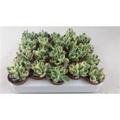 Cotyledon ladismithiensis variegata 5.5cm Pot image