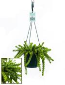 Crassula marnieriana 'Hottentot' in 14cm Hanging Pot