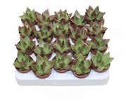Echeveria 'Mars' 5.5cm Pot