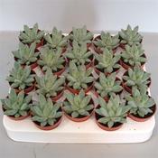 Echeveria hookeri 5.5cm Pot