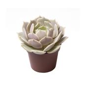 Echeveria 'Lola' 6cm Pot image