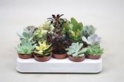 Succulent Mix 5.5cm Pot