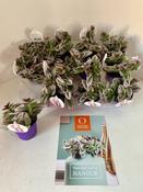 Tradescantia 'Nanouk' in 7cm Pot image