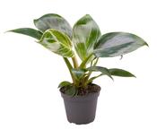 Philodendron ‘White Measure’ 6cm Pot image