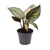 Calathea 'Beauty Star' 6cm Pot image