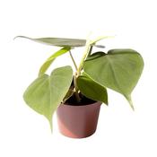 Philodendron scandens 6cm Pot image