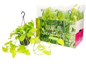 Epipremnum pinnatum ‘Golden Pothos’ (Devil's Ivy) in 15cm Hanging Pot image