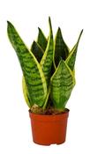 Sansevieria trifasciata 'Futura Superba' in 9cm Pot, Height 20cm image