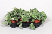 Scindapsus pictus (Satin Pothos) in 12cm Pot image
