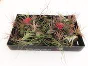 Tillandsia (Air Plant) Mix 5.5cm-6cm image
