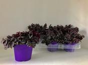 Tradescantia 'Purple Passion' in 12cm Pot image