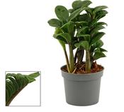 Zamioculcas zamiifolia 'Zenzi' in 9cm Pot image
