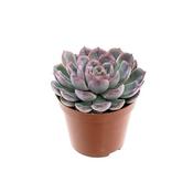 Echeveria 'Apus' 8.5cm Pot image