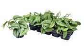 Scindapsus pictus 'Trebie' in 12cm Pot image