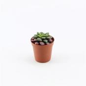 Anacampseros telephiastrum 'Sunrise' in 5.5cm Pot image