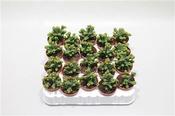 Crassula pyramidalis (Pagoda Mini Jade) 5.5cm Pot image