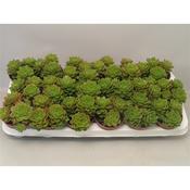 Echeveria affinis 8.5cm Pot image