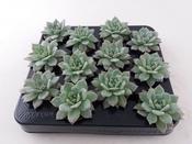 Echeveria colorata in 5.5cm Pot image