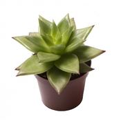 Echeveria 'Pluto Galaxy' 6cm Pot image