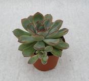 Echeveria pulidonis 5.5cm Pot