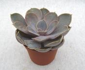 Echeveria 'Metallica' 8.5cm Pot image