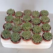 Echeveria pelusida 5.5cm Pot