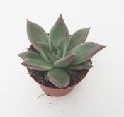 Echeveria 'Sirius' 8.5cm Pot image