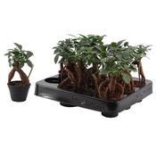 Ficus microcarpa 'Ginseng in 6cm Pot image