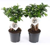 Ficus microcarpa 'Ginseng' in 12cm Pot image
