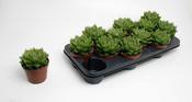 Haworthia cooperi 10.5cm Pot