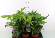 Fatsia japonica (Japanese Aralia) 2 litre Pot image